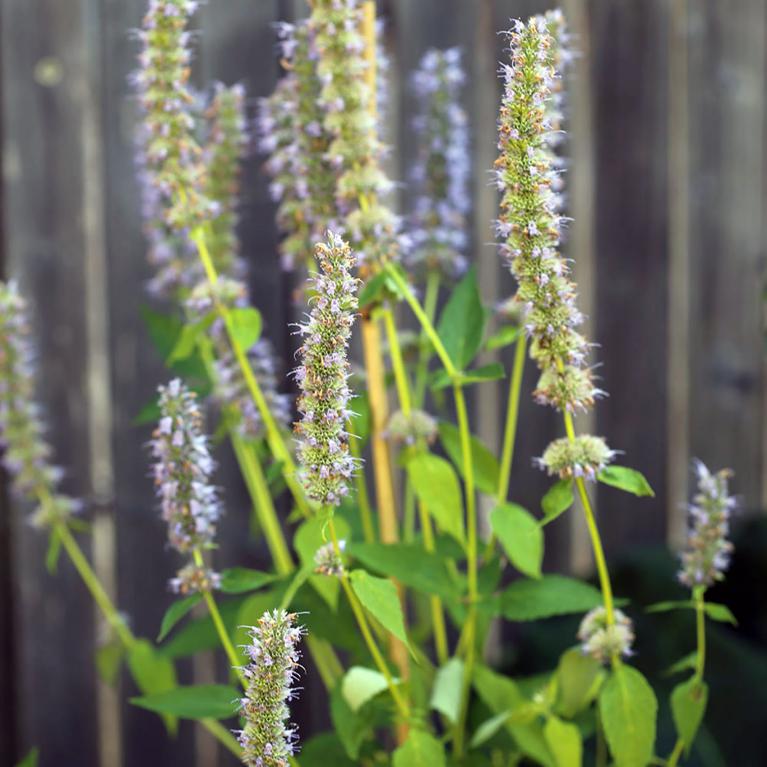 AGASTACHE ANISEE