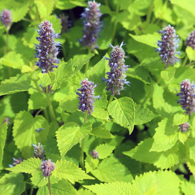 AGASTACHE RUGOSA