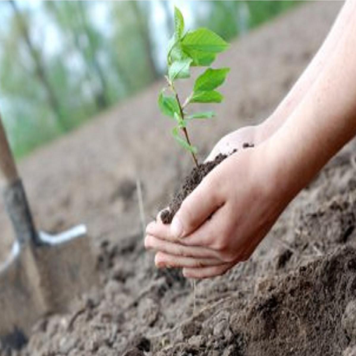 Mise en terre de plante